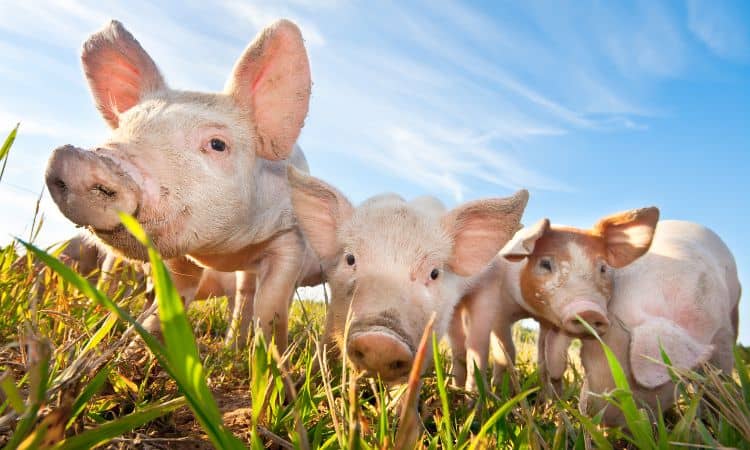 Schweine würfeln Spiel Schweinerei Vergleich Kaufratgeber